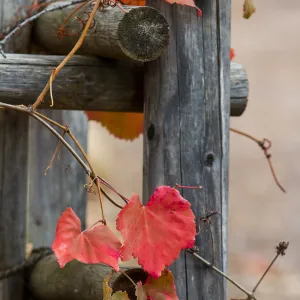 Vitis californica, grape leaves, fall color, SBBG