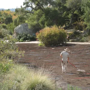 Raking Lupine Seeds into Soil, Meadow Restroration Project