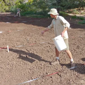 Sowing wildflower seed mixed with sand, Meadow Revival Project