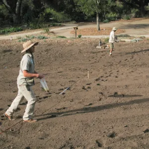 Sowing Lupine, Meadow Revival Project
