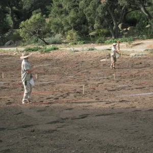 Sowing Lupine, Meadow Revival Project