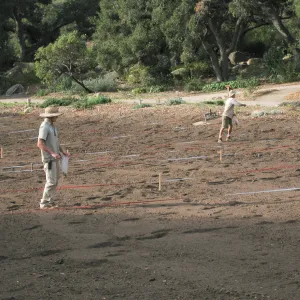 Sowing Lupine, Meadow Revival Project