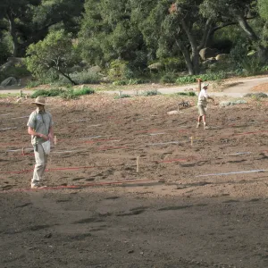 Sowing Lupine, Meadow Revival Project