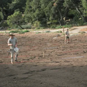 Sowing Lupine, Meadow Revival Project