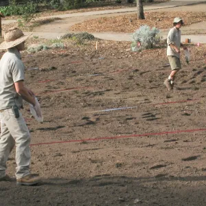 Sowing Lupine, Meadow Revival Project