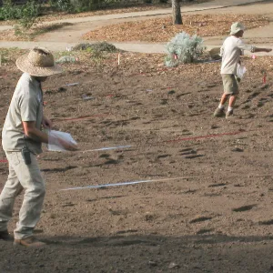 Sowing Lupine, Meadow Revival Project