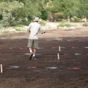 Sowing Small Wildflower Seeds, Meadow Revival Project