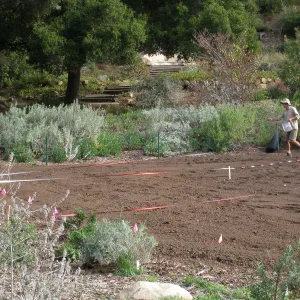 Sowing Lupine, Meadow Revival Project