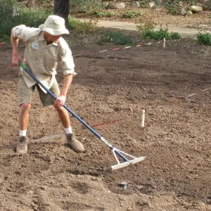 Raking Lupine Seeds into Soil, Meadow Revival Project