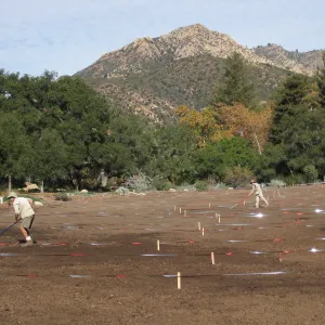 Raking Lupine Seeds into Soil, Meadow Restroration Project