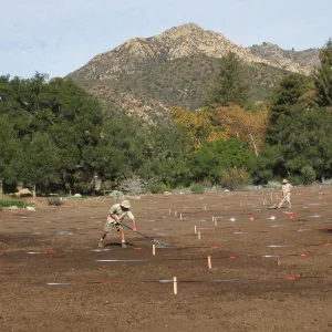 Raking Lupine Seeds into Soil, Meadow Restroration Project