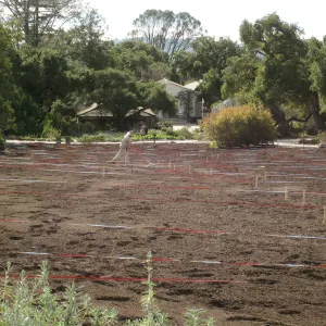 Raking Lupine Seeds into Soil, Meadow Restroration Project