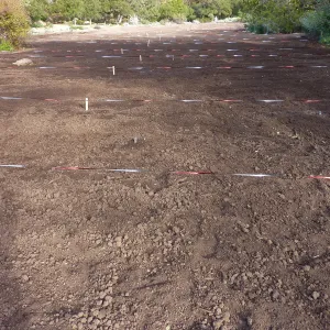Meadow during lupine sowing, Meadow Revival Project