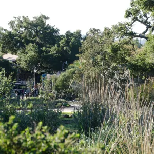 New oaks arrive at SBBG, Meadow Oaks 