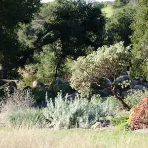 New oaks(Coastal Live Oak) arrive at SBBG, Meadow Oaks 