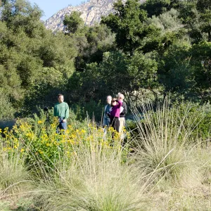 New oaks (Coastal Live Oak) arrive at SBBG, Meadow Oaks 