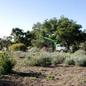 New oaks (Coastal Live Oak) arrive at SBBG, Meadow Oaks 