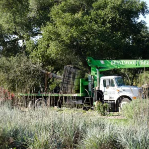 New oaks (Coastal Live Oak) arrive at SBBG, Meadow Oaks 