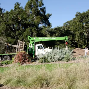 New oaks (Coastal Live Oak) arrive at SBBG, Meadow Oaks 