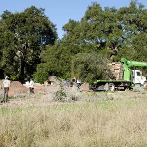 New oaks (Coastal Live Oak) arrive at SBBG, Meadow Oaks 