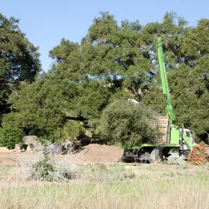 New oaks (Coastal Live Oak) arrive at SBBG, Meadow Oaks 