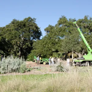 New oaks (Coastal Live Oak) arrive at SBBG, Meadow Oaks 