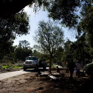 New oaks arrive at SBBG, Meadow Oaks 