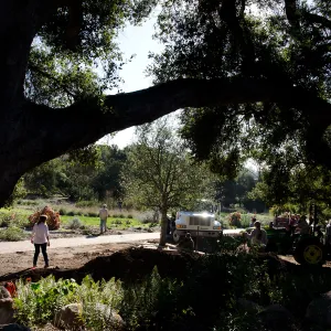 New oaks (Coastal Live Oak) arrive at SBBG, Meadow Oaks 
