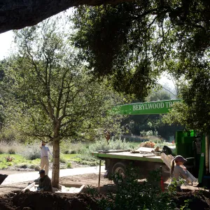 New oaks arrive at SBBG, Meadow Oaks 