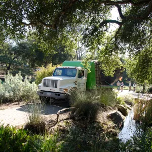 New oaks (Coastal Live Oak) arrive at SBBG, Meadow Oaks 
