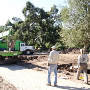 New oaks (Coastal Live Oak) arrive at SBBG, Meadow Oaks 