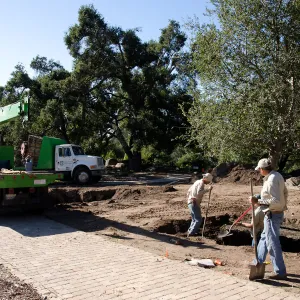 New oaks (Coastal Live Oak) arrive at SBBG, Meadow Oaks 