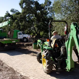 New oaks (Coastal Live Oak) arrive at SBBG, Meadow Oaks 