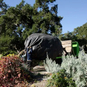 New oaks (Coastal Live Oak) arrive at SBBG, Meadow Oaks 