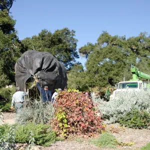 New oaks (Coastal Live Oak) arrive at SBBG, Meadow Oaks 