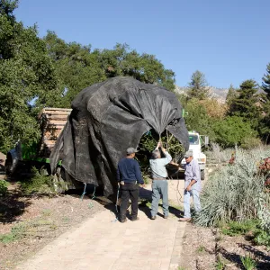 New oaks (Coastal Live Oak) arrive at SBBG, Meadow Oaks 