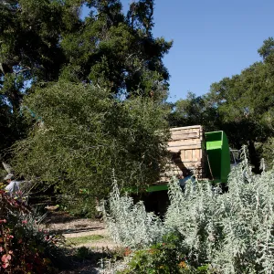 New oaks (Coastal Live Oak) arrive at SBBG, Meadow Oaks 