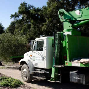 New oaks (Coastal Live Oak) arrive at SBBG, Meadow Oaks 