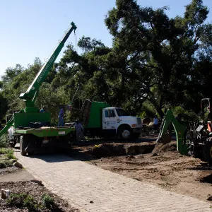 New oaks (Coastal Live Oak) arrive at SBBG, Meadow Oaks 
