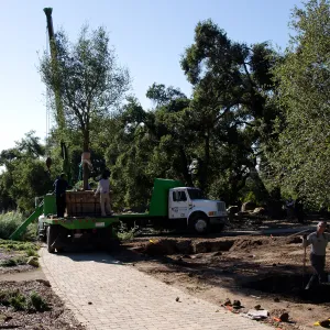 New oaks (Coastal Live Oak) arrive at SBBG, Meadow Oaks 