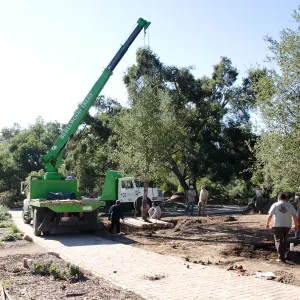 New oaks (Coastal Live Oak) arrive at SBBG, Meadow Oaks 