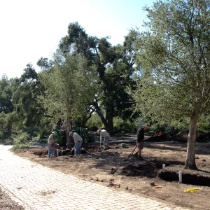 New oaks (Coastal Live Oak)arrive at SBBG, Meadow Oaks 