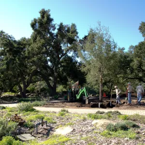 New oaks (Coastal Live Oak) arrive at SBBG, Meadow Oaks 