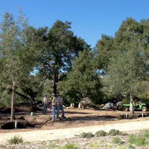 New oaks arrive at SBBG, Meadow Oaks 
