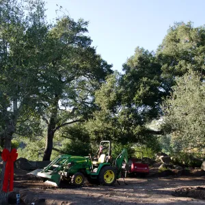 Tractor, red ribbons, new oaks arrive at SBBG, Meadow Oaks 