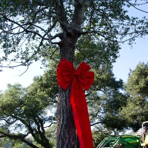 Red ribbons, new oaks arrive at SBBG, Meadow Oaks 
