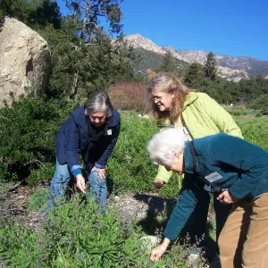 California Naturalists, SBBG, Judy Sanregret, Susan Davidson, Cathy Rose