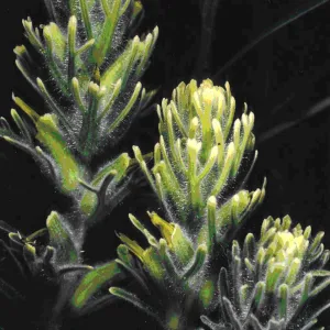 Castilleja grisea