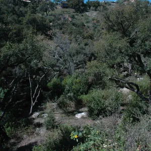 Creek Trail maintenance, SBBG