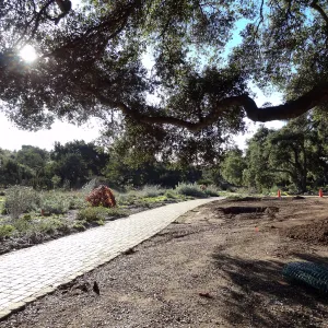 New oaks arrive at SBBG, Meadow Oaks 